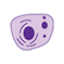 Cell